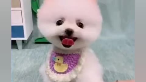 Cute dog video