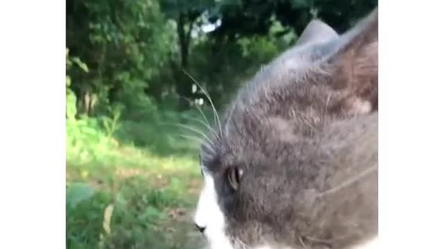 cat arguing