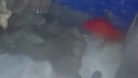 Fish are swimming