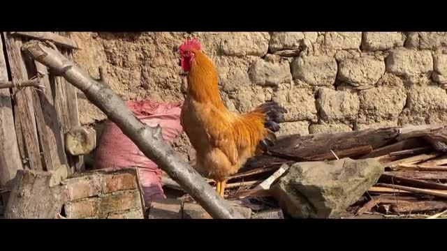 big red cock