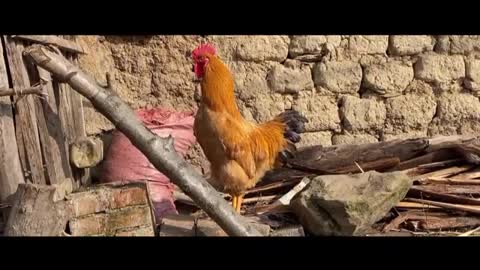 big red cock