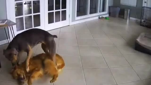 This Dog Was Having a Bad Dream And His Friend Rushed To Hug Him And Calm Him Down..