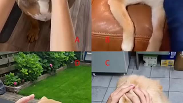 Cute & Funny Dogs