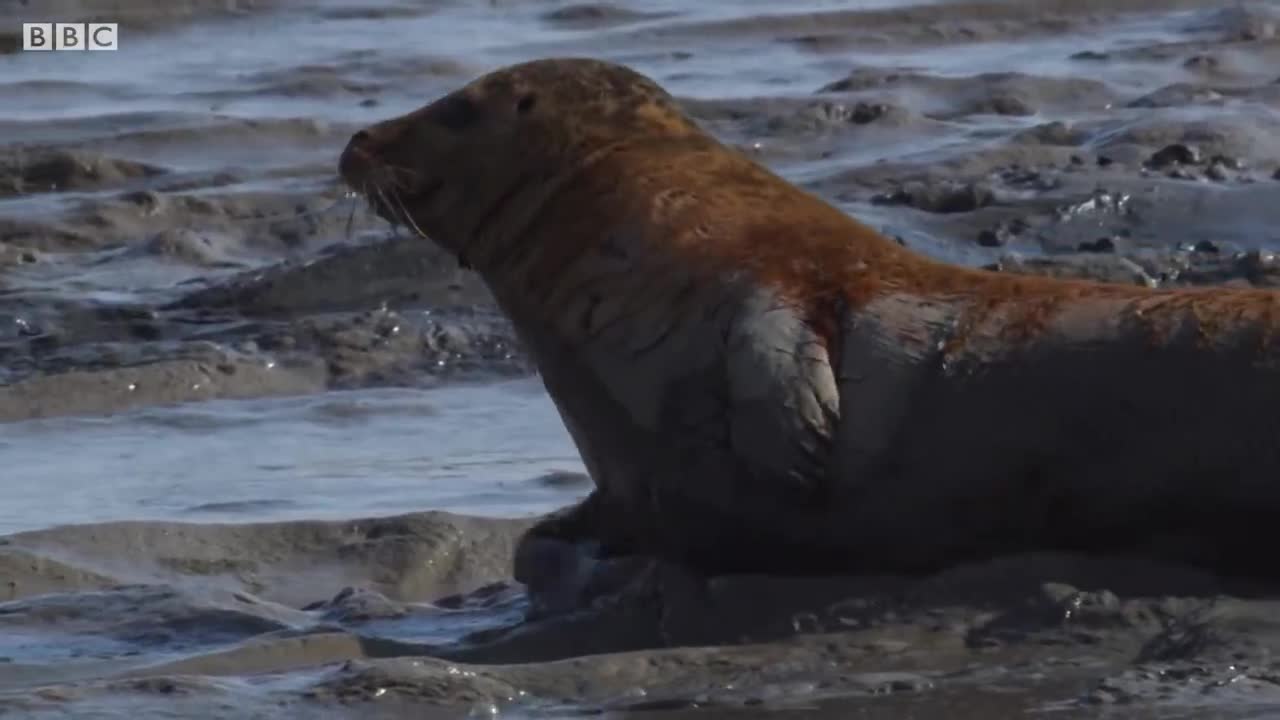 Orange Seals on British Shores | BBC Earth