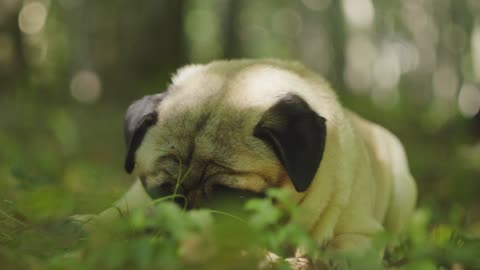 Eating dog in outdoor