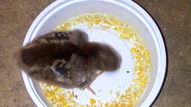 cutest little thing feeding