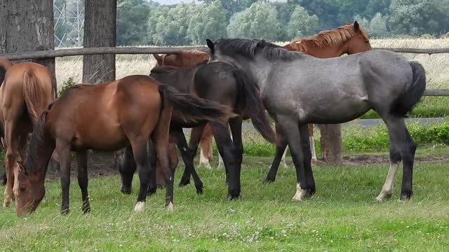 Le cheval est un exemple-phare de la théorie de l'évolution