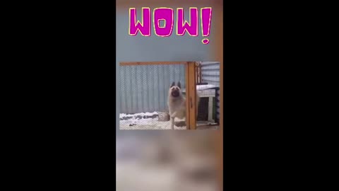 Funniest Animals 🐧 - The Best Dancing Dog Of The Year