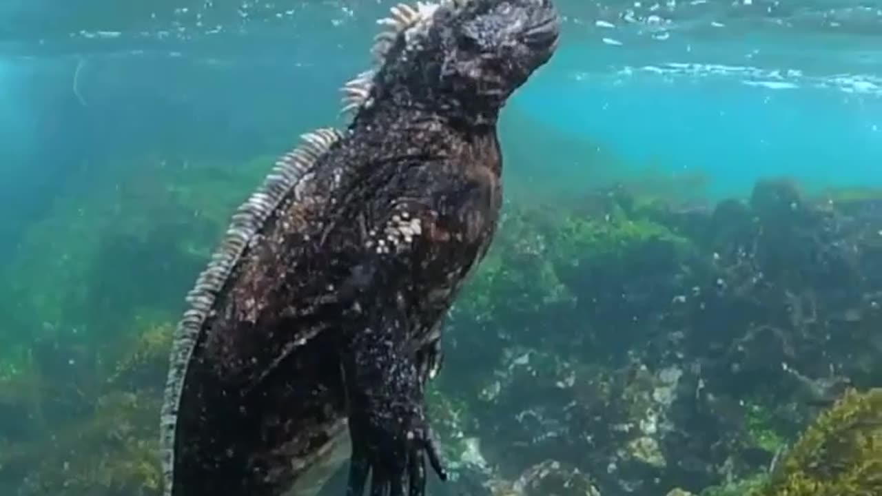 The scuba iguana from the Galapagos island.