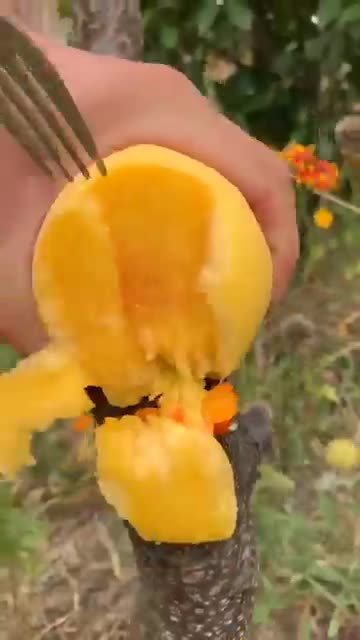 enjoy amazing fruits of china