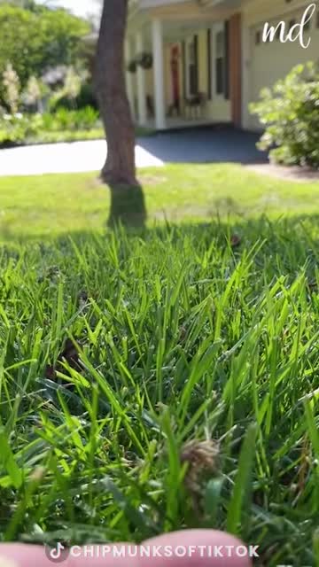 Squishy filling his cheeks until there's no more room left 🌰🐿️