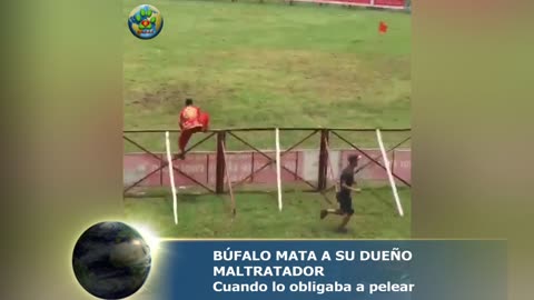 Búfalo ataca a su dueño cuando lo obligaba a luchar contra otro animal