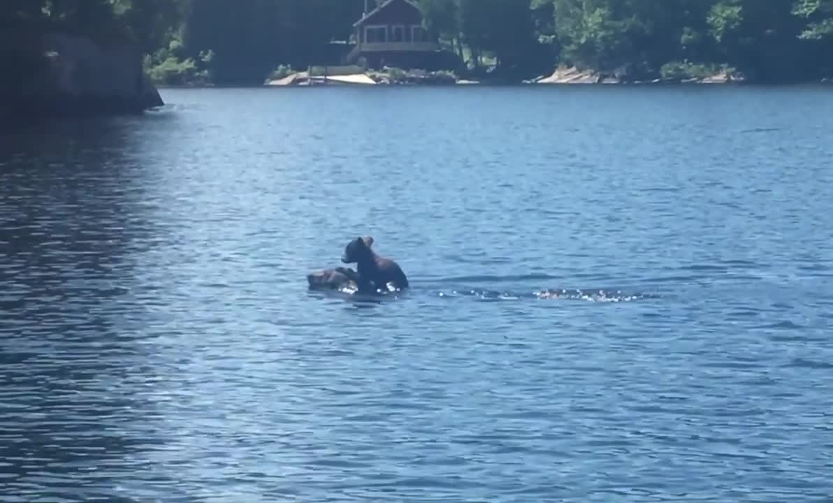 Mother Bear Swims with Cub atop Her Head