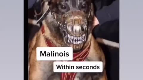 Dogs that will kill you within seconds (THE LAST DOG WILL TEAR YOU APART!!!)