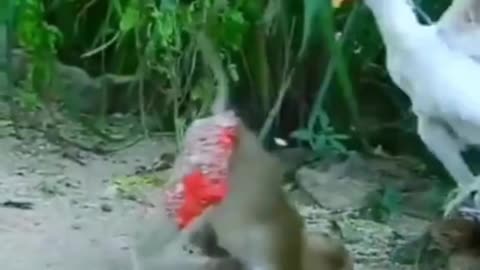 so funny, monkey and chicken fights #funny #clips #viral #song #shortsfeed