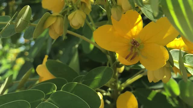 The flowers in the sun.