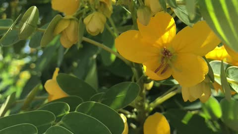 The flowers in the sun.