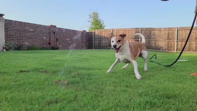 a dog plays with water