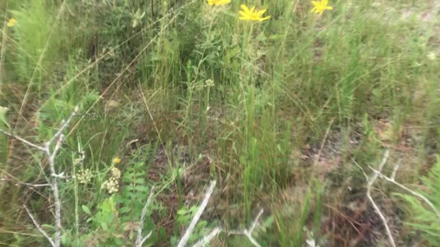 Swamp Sunflowers