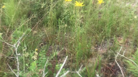 Swamp Sunflowers