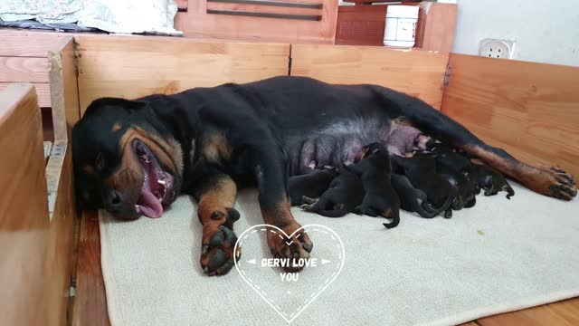 rottweiler dogs give birth and how to help them