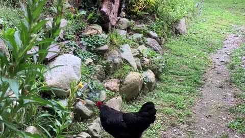 Chickens on the Path