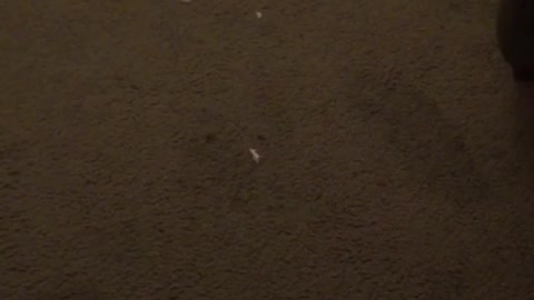 Brown puppy hit on head with tennis ball