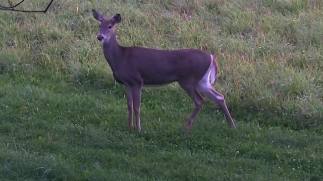 Doe Kill Compilation
