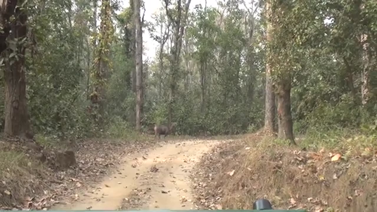 Kanha and pench national park