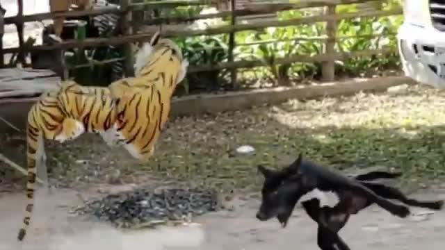THE BEST FUNNY DOG VIDEOS 2021