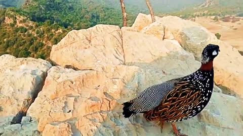 Voice of black francolin