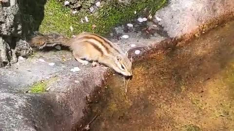 cute squirrel drinking water