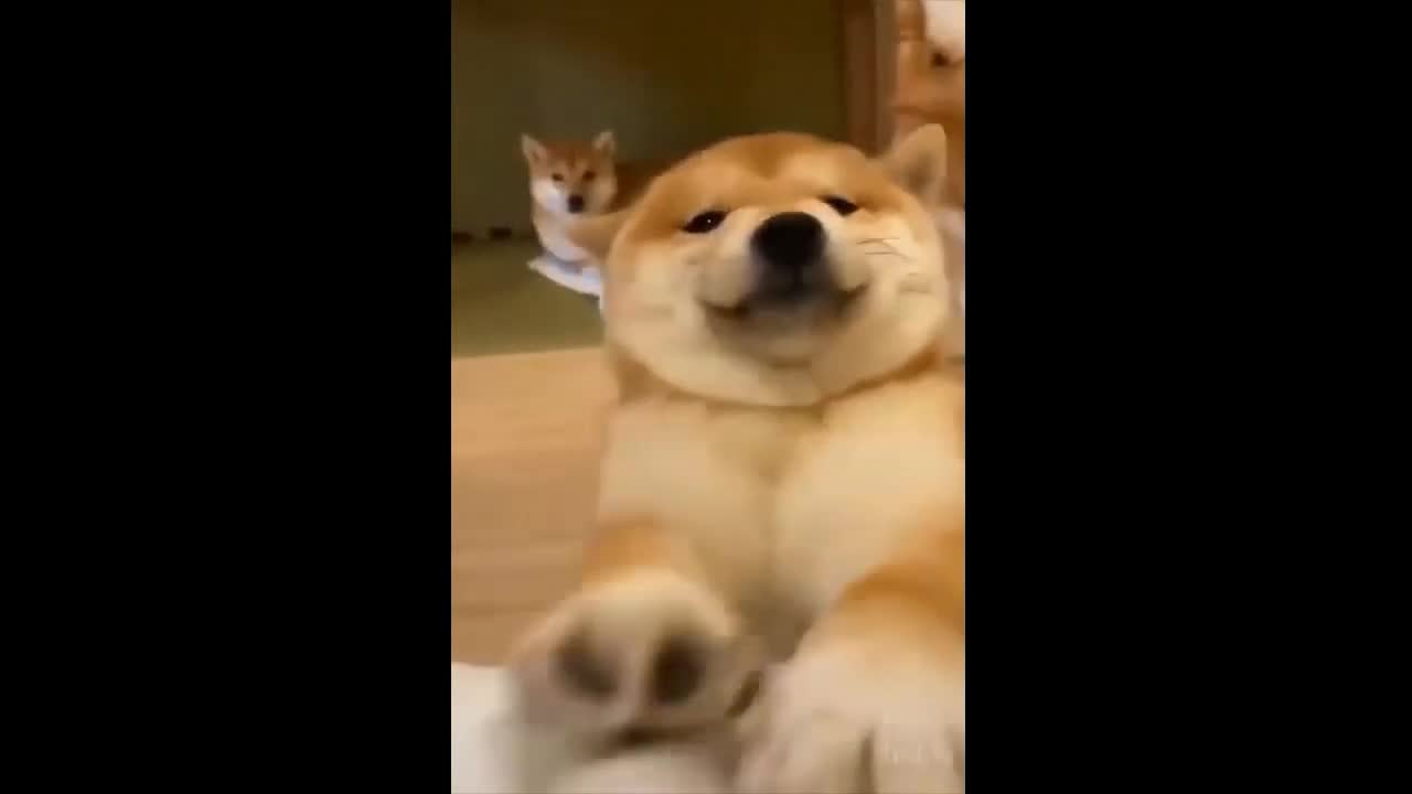 A Cute puppy and funny times