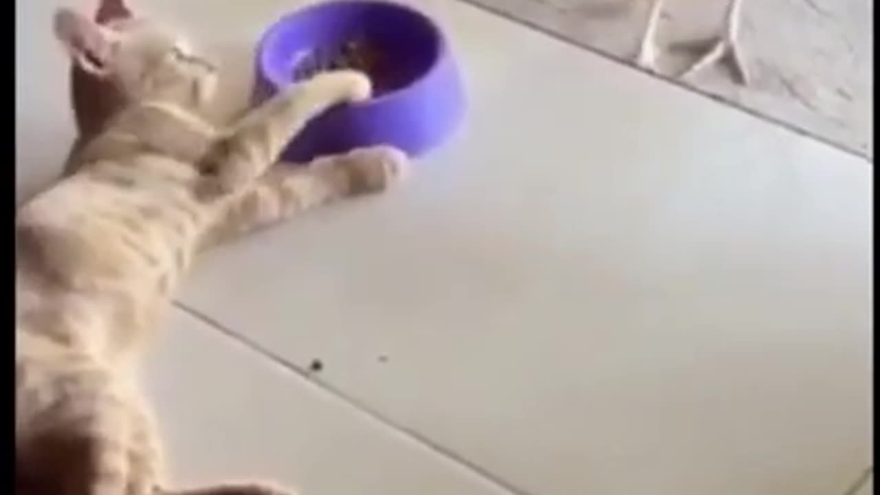 Paws and Laughter: Funny Cat Videos of 2021 - Hilarious Animal Moments 2023