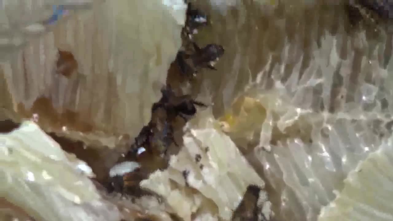 Honey production
