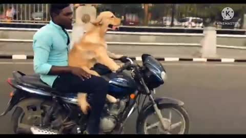 Drive bike dog