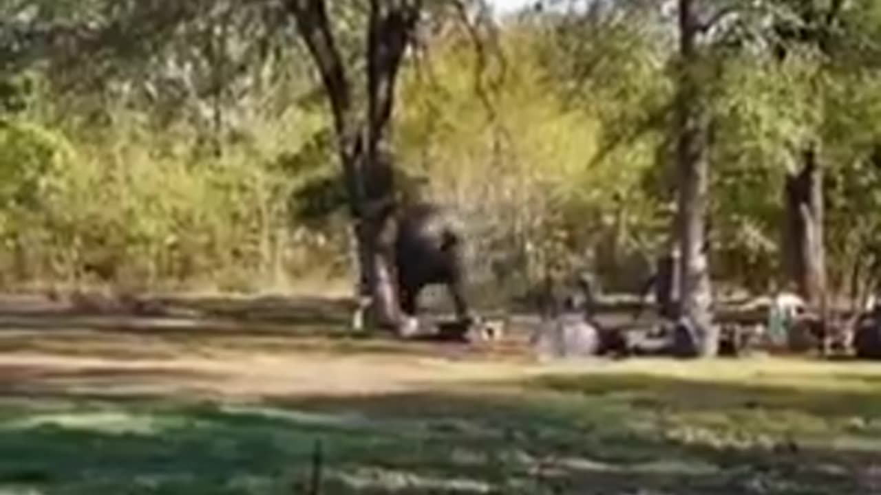 Elephant Running Through Backyards