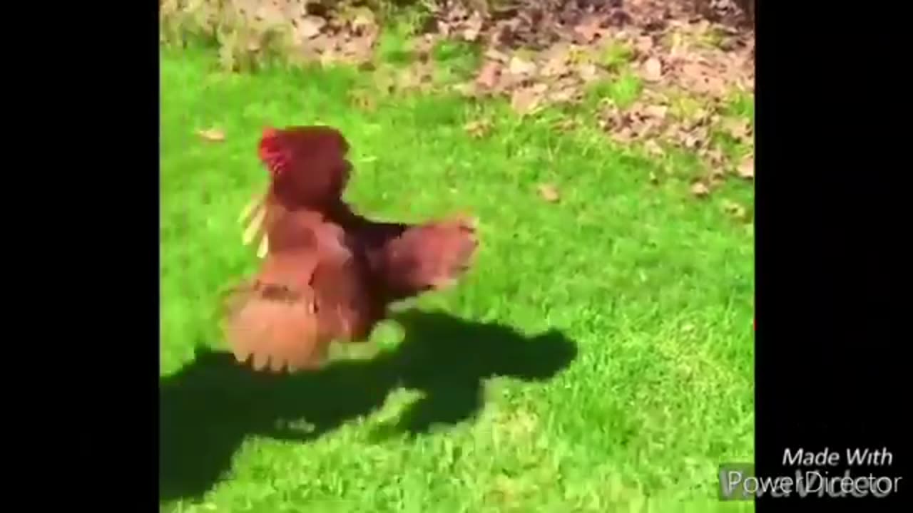 Funny chickens and roosters Chasing kids and adults 😂😂||funny videos compilation 2025