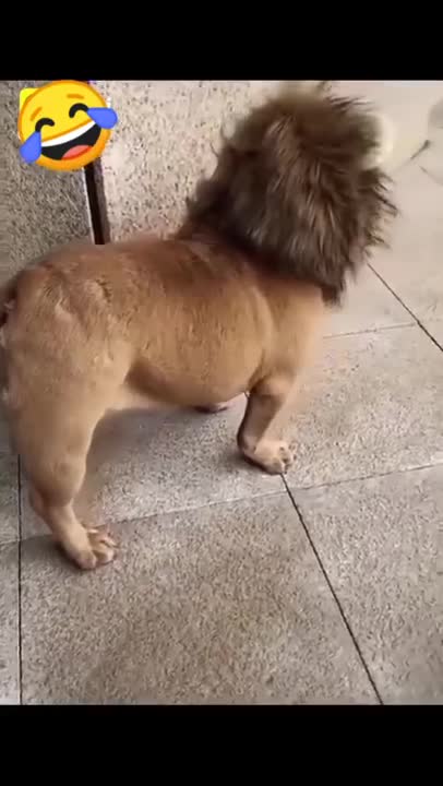 Dog videos funny try not to laugh