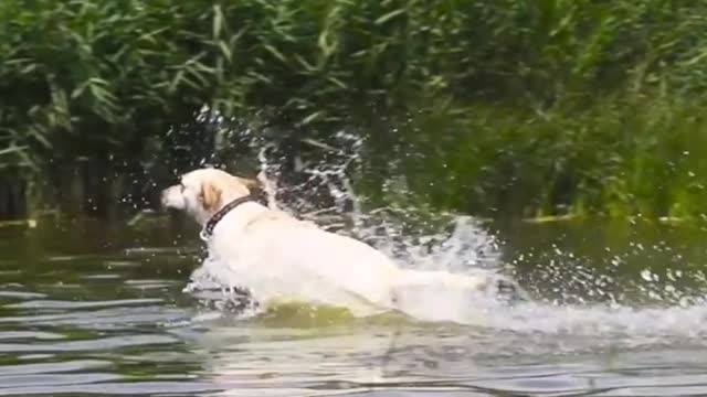 DOG RACE IN WATER//HARD TRAINING