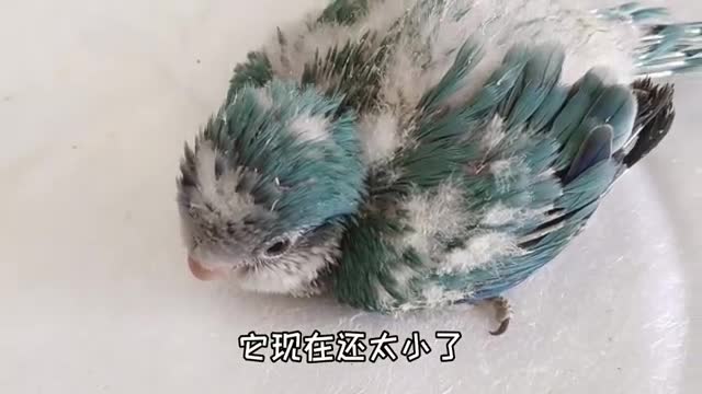 new born parrot