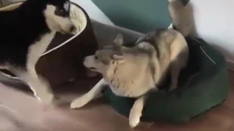 naughty husky