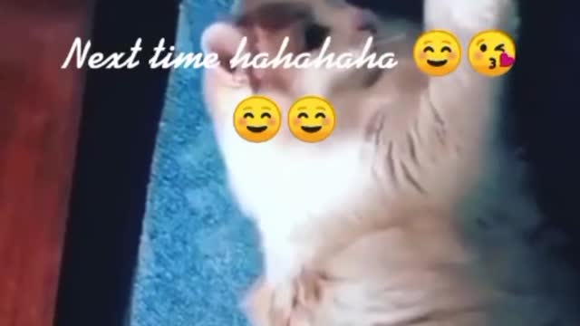 funny cat/ Video