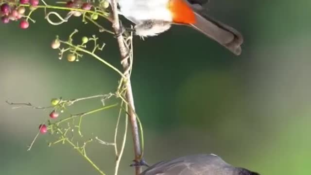 Bird training