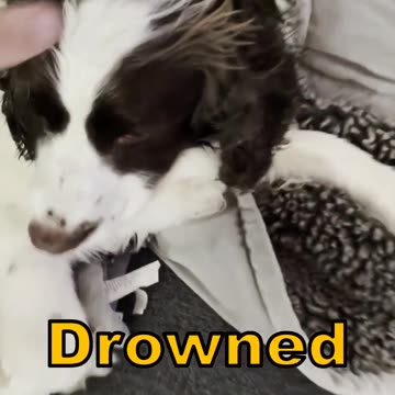 Freshly Groomed, DAMP Springer Spaniel and Golden Retriever #goldenretriever #springerspaniel