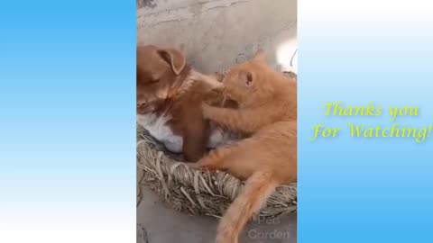 Funny And Cute Cat'S Life (Part 11) Cats And Owners Are The Best Friends 21