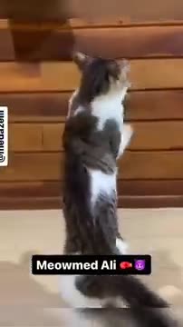 Funy cat