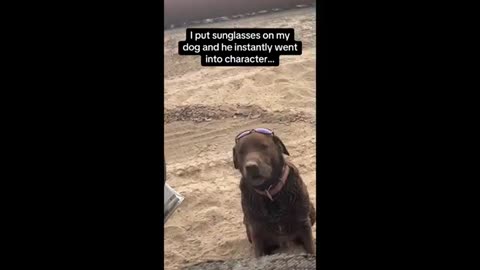 Funniest and cute animal videos on the internet 2024😂😂😂😂😂😂😂😂😂😂😂😂😂😂😂