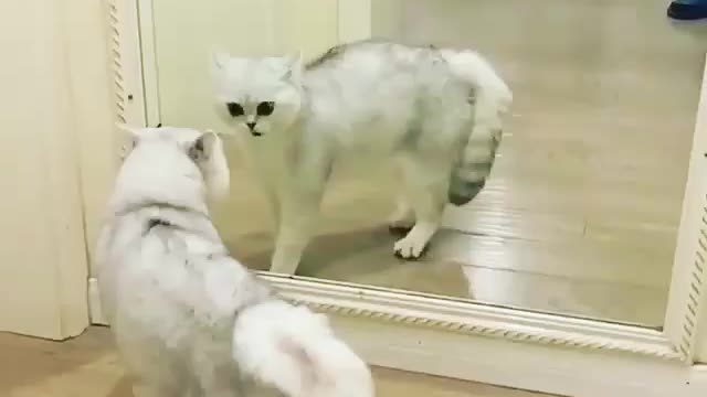 Cute cat 🐱 completely baffled by his mirror