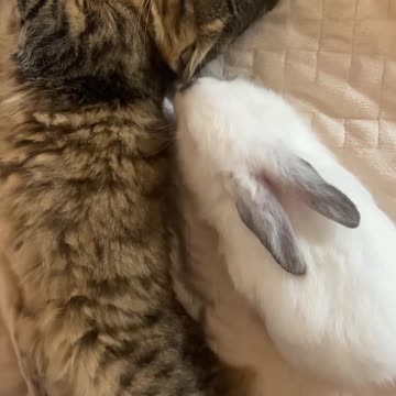 cat good morning together cute cat